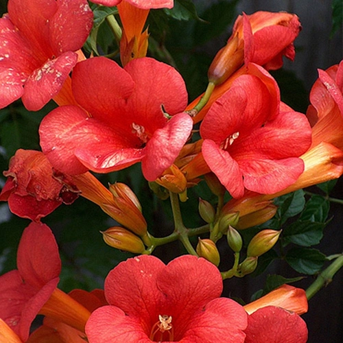 Кампсис Мадам Гален Кампсис Мадам Гален