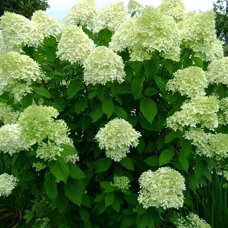 Гортензия метельчатая Limelight 80-100 см Гортензия метельчатая Limelight 80-100 см