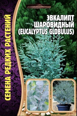 Эвкалипт Шаровидный 10 шт (Ред сем)