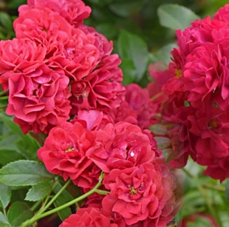 Роза Fairy Dance Роза Fairy Dance