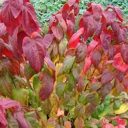 Спирея японская Macrophylla 40-60 см