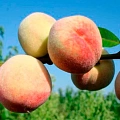 Персик Персик