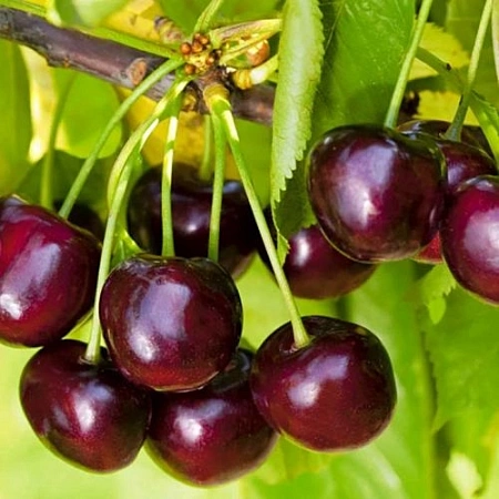 Черешня Ипуть Черешня Ипуть