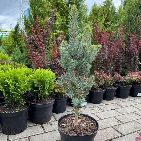 Ель голубая колючая Изели Фастигиата (Iseli Fastigiste) 30 см