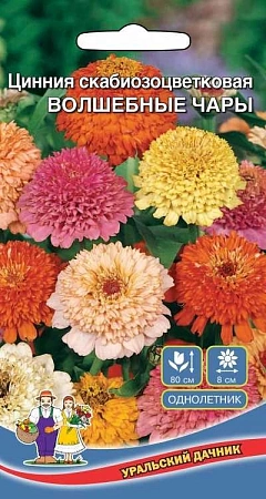 Цинния Волшебные Чары скабиозоцветковая (УД) Цинния Волшебные Чары скабиозоцветковая (УД)