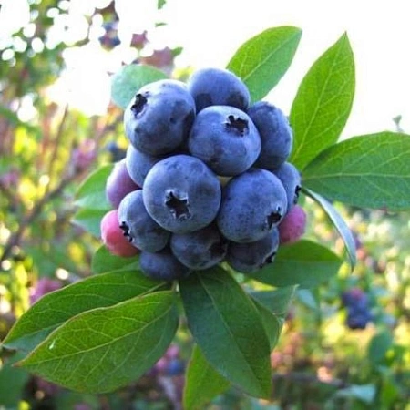 Голубика высокорослая Patriot 40-60 см Голубика высокорослая Patriot 40-60 см