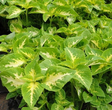 Колеус рассада