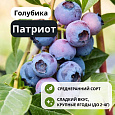 Голубика Патриот (Patriot) С3
