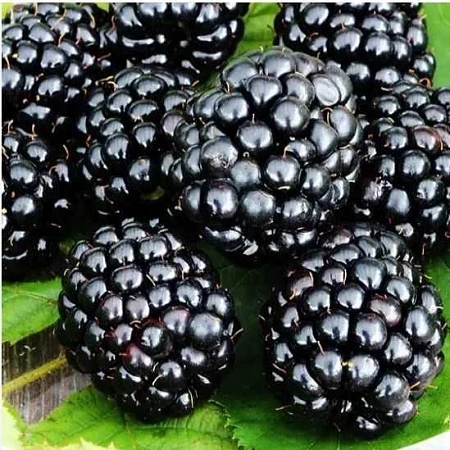 Ежевика Гай бесшипная Ежевика Гай бесшипная