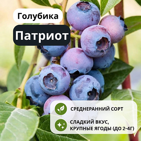 Голубика Патриот (Patriot) С3