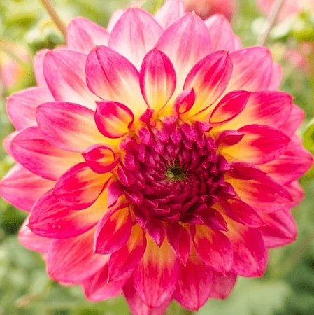 Георгина Armateras (уп. 1 шт)