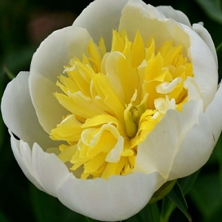 Пион Prima Vera (уп. 1 шт)