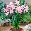 Амаркринум Howardii Амаркринум Howardii