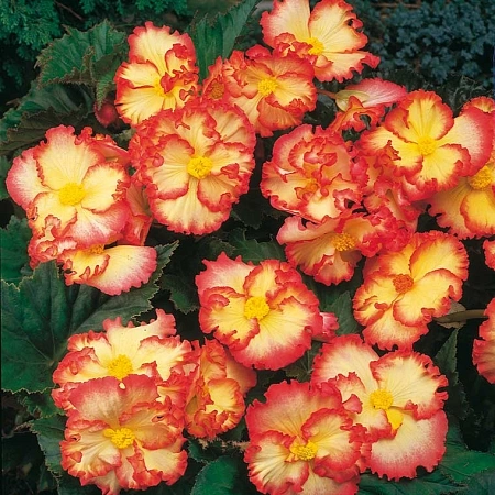 Бегония Marginata Yellow-Red (уп. 2 шт)