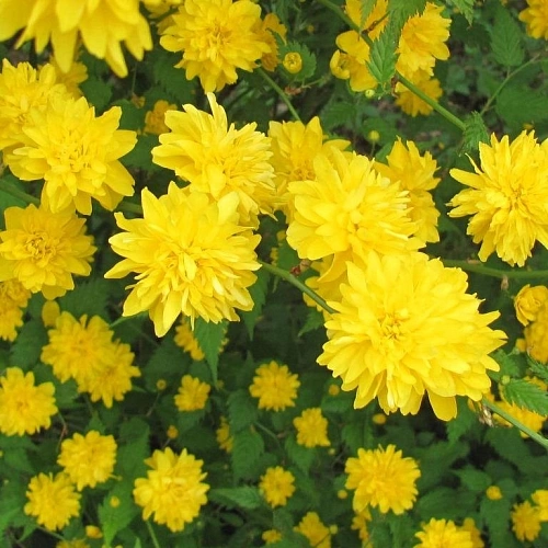 Керрия Pleniflora японская 20 см Керрия Pleniflora японская 20 см