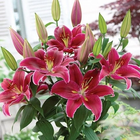 Лилия Love Story (2 шт. в уп.)