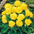 Бегония Double Yellow (2 шт. в уп.) Бегония Double Yellow (2 шт. в уп.)