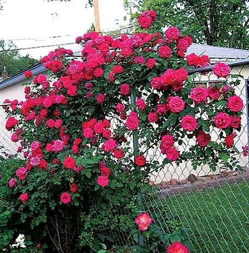 Роза плетистая Аделаида Худлесс Роза плетистая Аделаида Худлесс