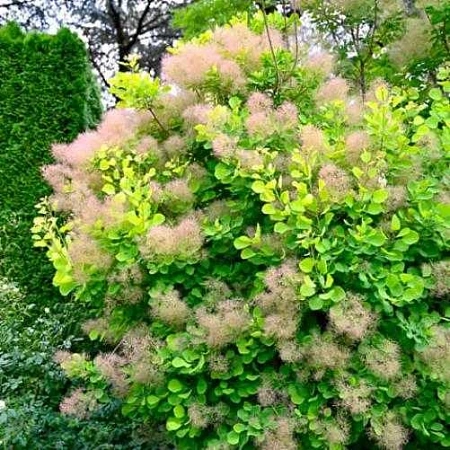 Скумпия Golden Spirit C5