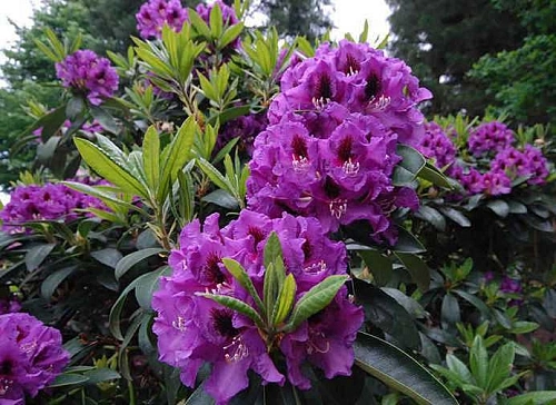 Рододендрон Rasputin 25-35 см Рододендрон Rasputin 25-35 см