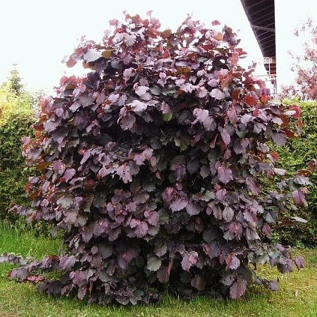 Лещина крупная Purpurea 120-140 см