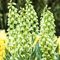 Фритиллярия (рябчик) Persica Ivory Bells (1 шт. в уп.) Фритиллярия (рябчик) Persica Ivory Bells (1 шт. в уп.)
