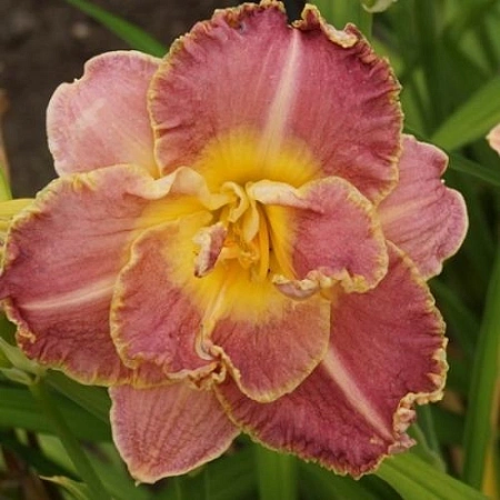 Лилейник Unlock the Stars Лилейник Unlock the Stars