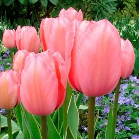 Тюльпан Design Impression (10 шт. в уп.)