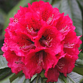 Рододендрон Кали Рододендрон Кали