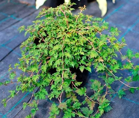 Стефанандра C3