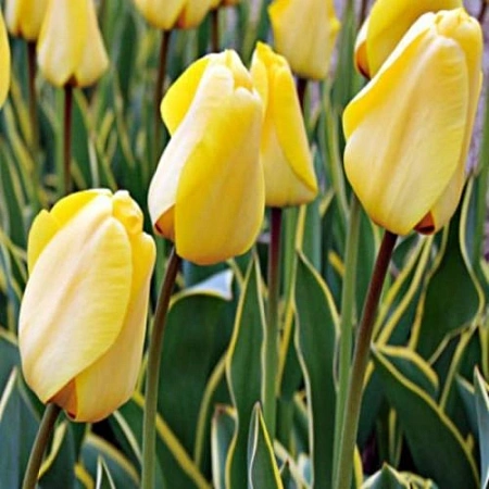 Тюльпан Jaap Groot