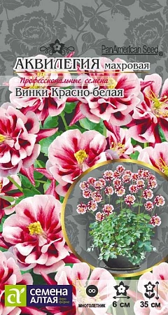 Аквилегия Винки Красно-белая 5 шт