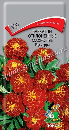 Бархатцы Ред черри махровые отклоненные, 0,3 г (Поиск)