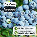 Голубика Аврора С3 Голубика Аврора С3