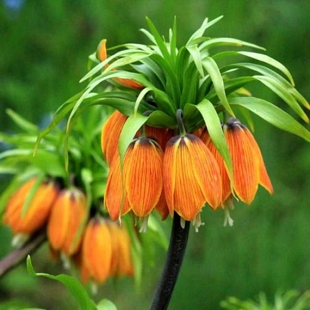 Фритиллярия (рябчик) Striped Beauty (1 шт. в уп.)