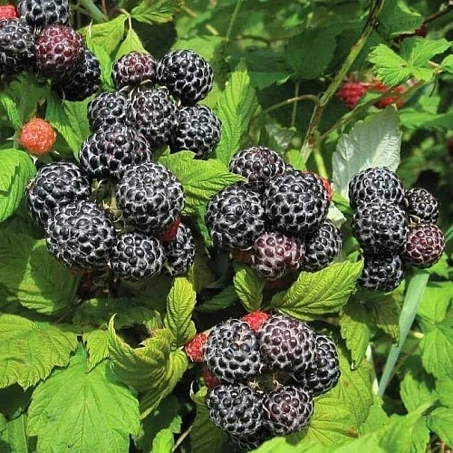 Малина Блэк Джевел Малина Блэк Джевел