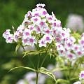 Флокс Paniculata Nora Leigh Флокс Paniculata Nora Leigh