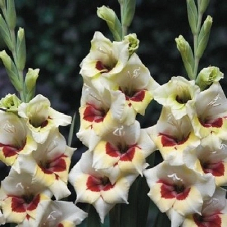 Гладиолус Messina (уп. 7 шт)