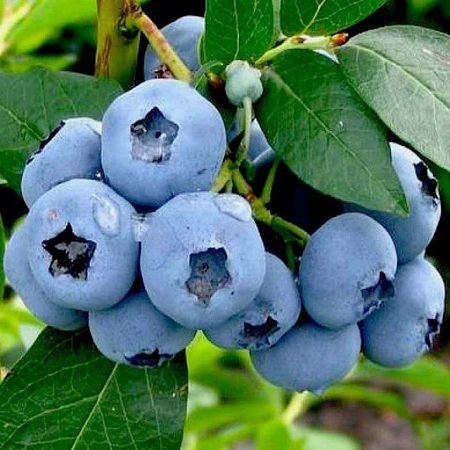 Голубика высокорослая Bluegold