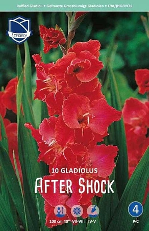 Гладиолус After Shock, 10 шт (Lefeber)