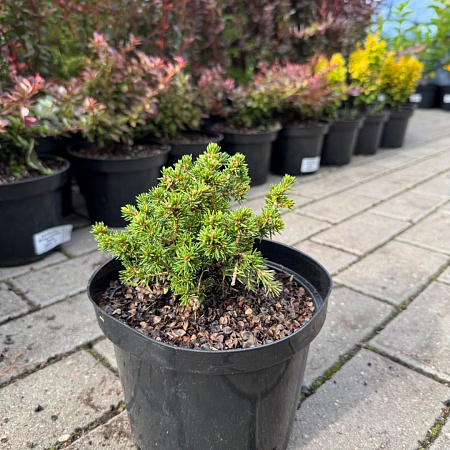 Ель обыкновенная Данс Дварф (Dans Dwarf) 10-15 см