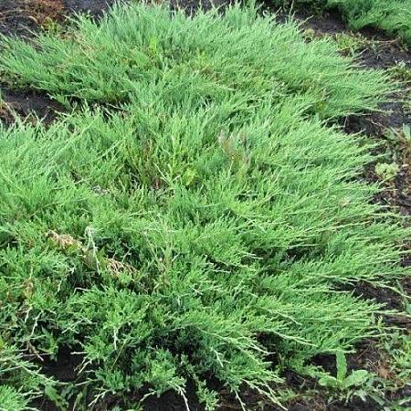 Можжевельник Мас (Mas) казацкий 30-40 см