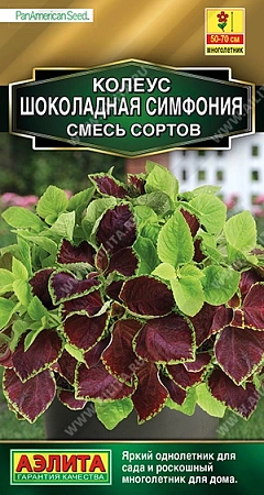 Колеус Шоколадная симфония, смесь сортов, 3 шт Колеус Шоколадная симфония, смесь сортов, 3 шт