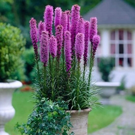 Лиантрис Spicata Purle