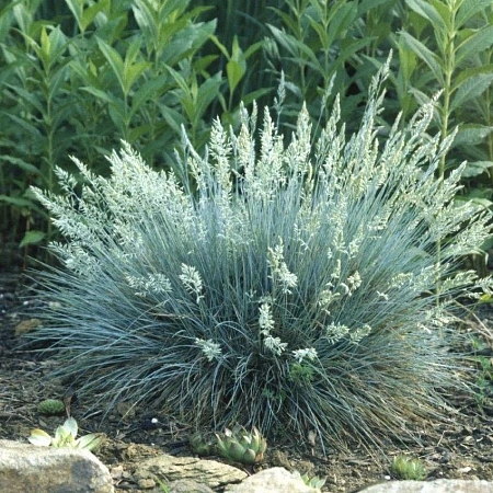 Овсяница сизая Elijah Blue Овсяница сизая Elijah Blue