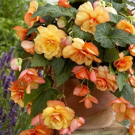 Бегония Picotee Cascade Sunrary (уп. 2 шт)