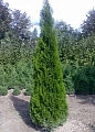 Туя Смарагд (Smaragd) западная 60-80 см Туя Смарагд (Smaragd) западная 60-80 см