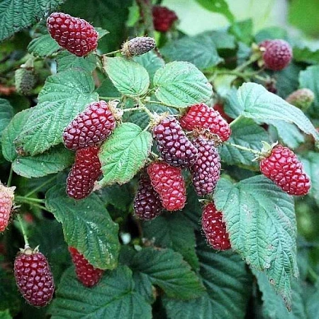 Ежемалина Логанбэрри
