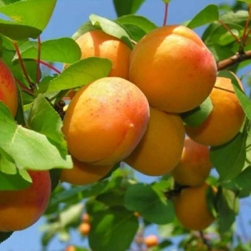 Абрикос Абрикос