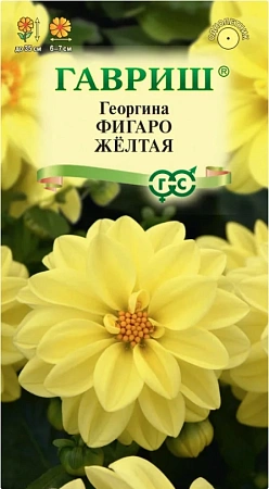 Георгина Фигаро желтая, 7 шт (ГАВРИШ)